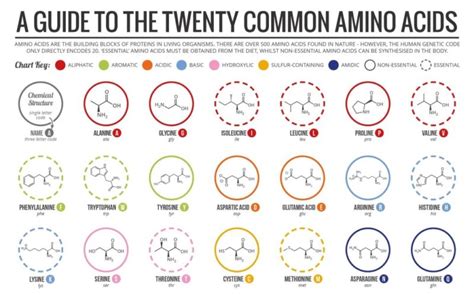 What Are Essential and Non-Essential Amino Acids? - Fitness with Ana