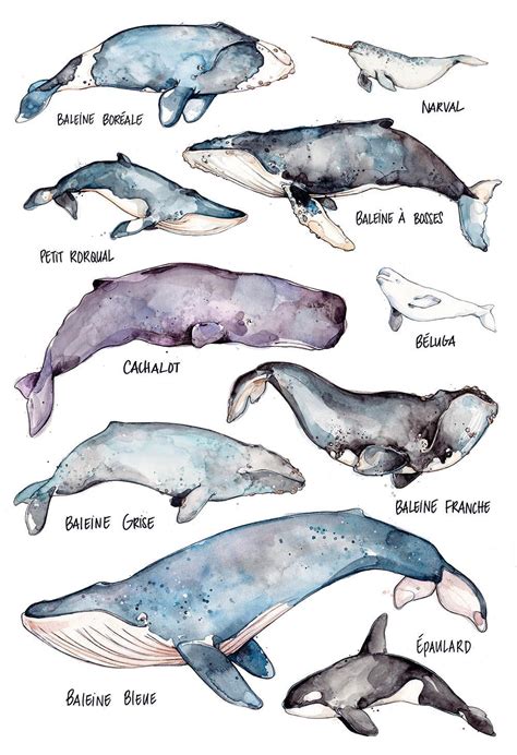 Les Baleines Grande Affiche Espèces de baleines Aquarelle # ...