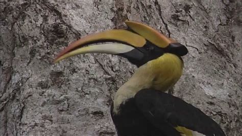 Great Hornbill feeding young - YouTube