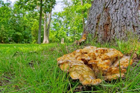 163/365: Large mushroom/fungus at base of oak tree (please… | Flickr