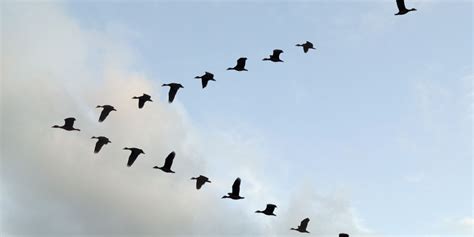 'Breakthrough' Study Shows Why Birds Fly In V Formation | Birds, Bird ...