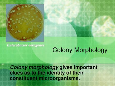 Enterobacter Aerogenes Morphology