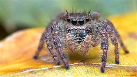 Phidippus princeps jumping spider | Subadult male Phidippus … | Flickr