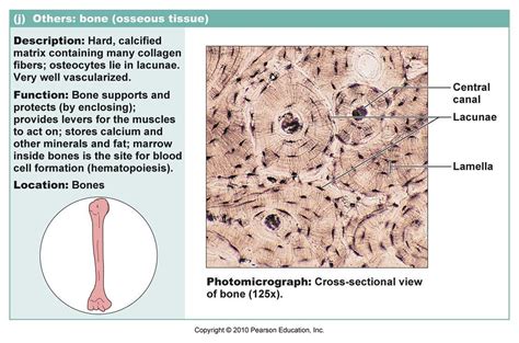 characteristics of spongy bone