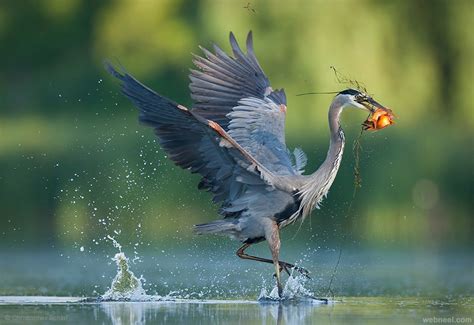 Best Bird Photography By Christopher 13 - Full Image