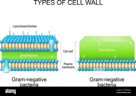 Types of bacterial cell wall. Gram-negative bacteria and Gram-negative ...