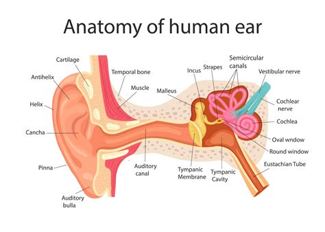 Anatomy of the human ear. Internal structure of the ears, medical ...