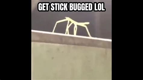 Get Stick Bugged Lol MEME GENERATOR TEMPLATE - SoupMemes