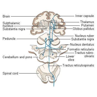 Causes, symptoms and treatment of Extrapyramidal side effects of ...