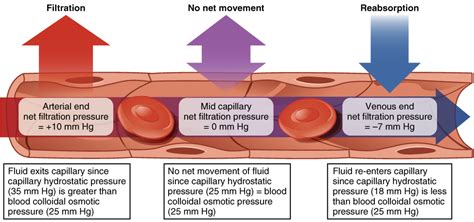 Difference Between Osmotic pressure and Oncotic pressure | Compare the ...