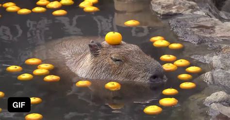 Capybara with an orange on his head - 9GAG