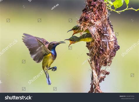 Sunbird nest Images, Stock Photos & Vectors | Shutterstock