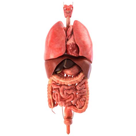 Realistic Human Internal Organs 3d Model Human Digestive System ...