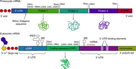 Bacterial Mrna Structure