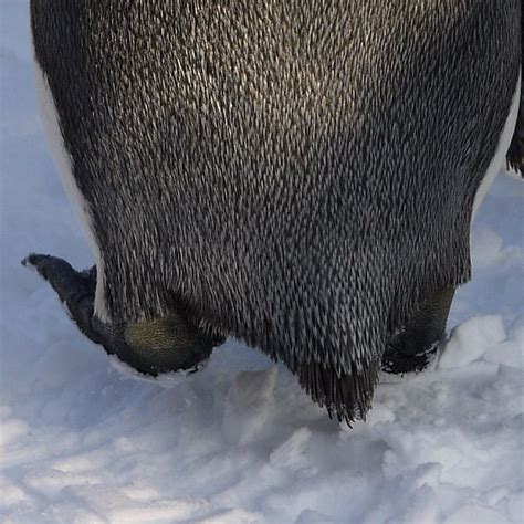 Penguin tail | Flickr - Photo Sharing!