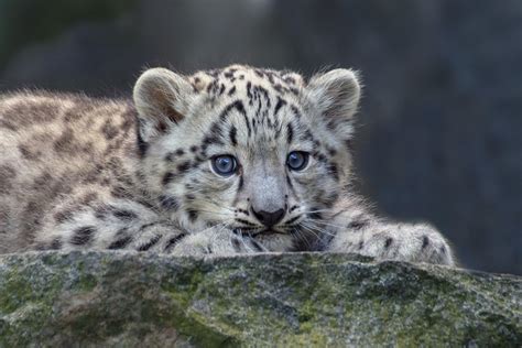 Snow Leopard Cubs Wild Animals Wallpapers - Wallpaper Cave