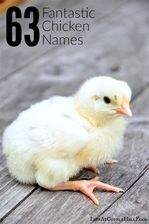 63 Fantastic Chicken Names | Life At Cobble Hill Farm