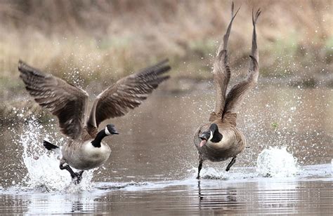 Waterfowl Photography Tips