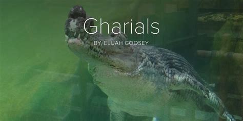 Gharials