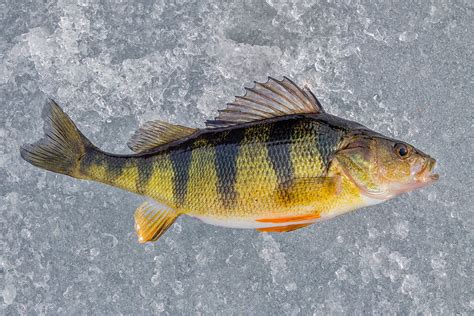 Yellow Perch Info, Habitat, Fishing Tips & More! - FishRook