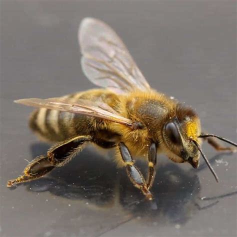 The Fascinating Role of the Worker Bee