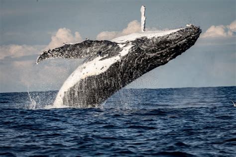 Whale Breaching Off Manly Beach, Sydney Australia Stock Photo - Image ...