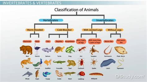 As Embryos All Vertebrates Have Which of the Following Structures