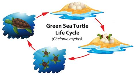 Premium Vector | Green sea turtle life cycle