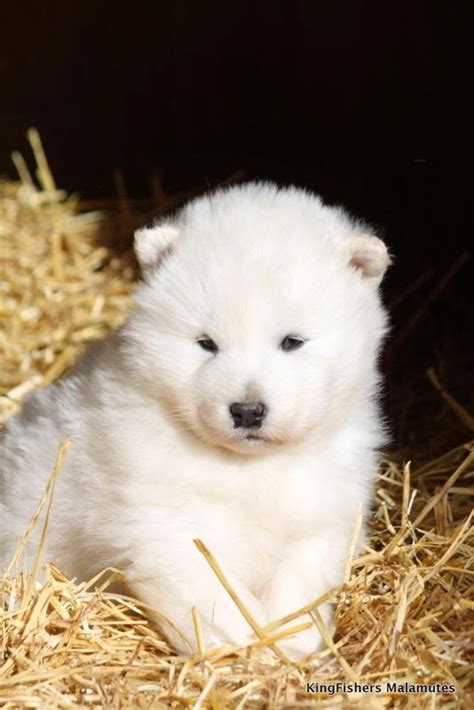 White Wolf : 15 Chubby Alaskan Malamute Puppies That Will Make You Smile