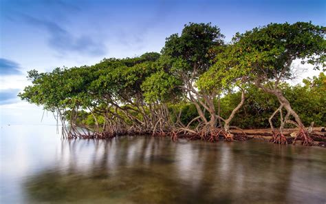 Mangroves of Florida