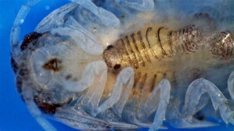 How will future ocean environments impact the intertidal isopod? - SIMS