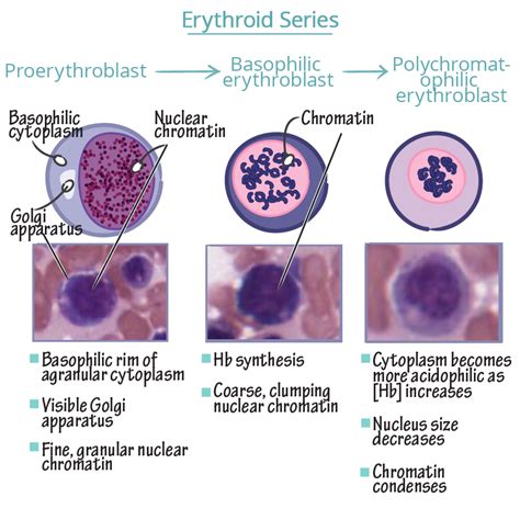 Histology Glossary: Erythroid Series - Histology | Draw It to Know It