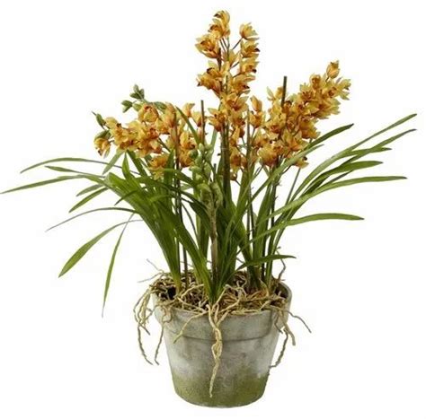 Yellow Cymbidium Orchid Plant at Rs 1200/unit in Namchi | ID: 21041872397