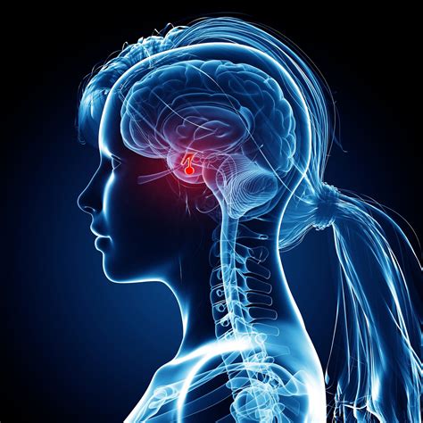 Pituitary Gland: Anatomy, Function, and Treatment