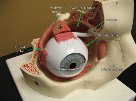 Extrinsic Eye Muscles Diagram