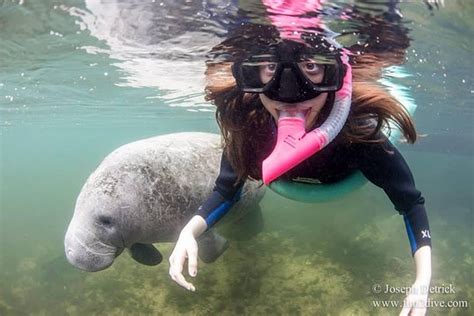 Manatee Snorkeling Tours provided by Fun 2 Dive Manatee Tours | Crystal ...