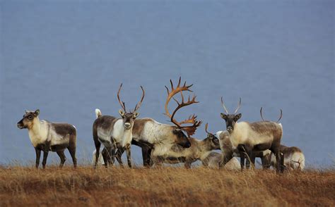 Quebec government's plan to send caribou herd into captivity sparks ...