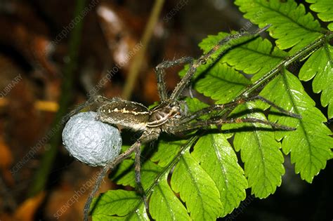 Wolf spider with egg sac - Stock Image - Z430/0641 - Science Photo Library