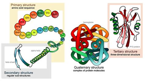 Fajarv: Protein Structure Primary Secondary Tertiary And Quaternary Bonds