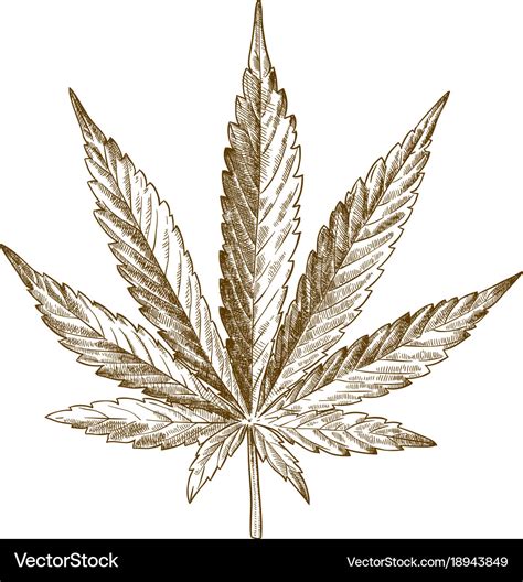 Engraving drawing of cannabis leaf Royalty Free Vector Image