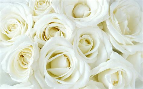 White Roses Wallpapers - Wallpaper Cave