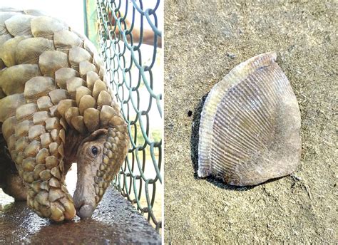 Illicit Pangolin Trade has Pushed it to the Brink of Extinction ...