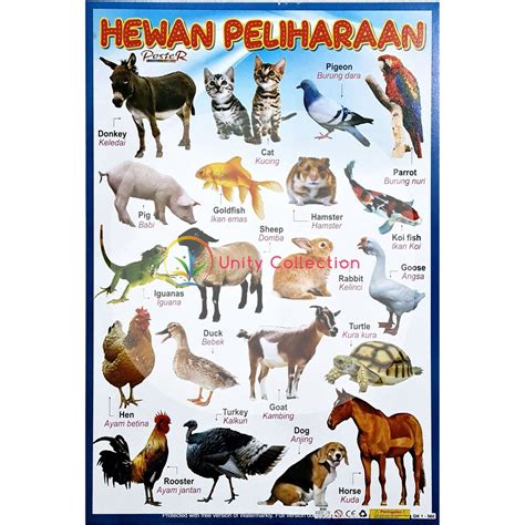 Poster Edukasi Anak Hewan Peliharaan | Lazada Indonesia