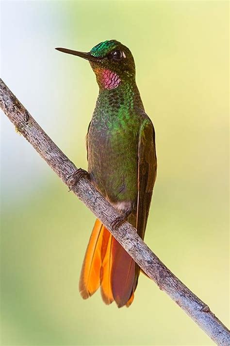 Brazilian Ruby | Hummingbird pictures, Pretty birds, Hummingbird