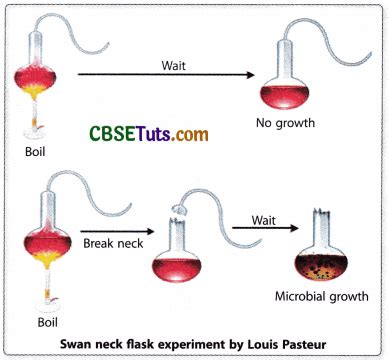 Spontaneous Generation Theory - Experiments & Examples - CBSE Tuts