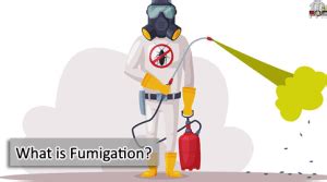 What is Fumigation? Types of Fumigation Service