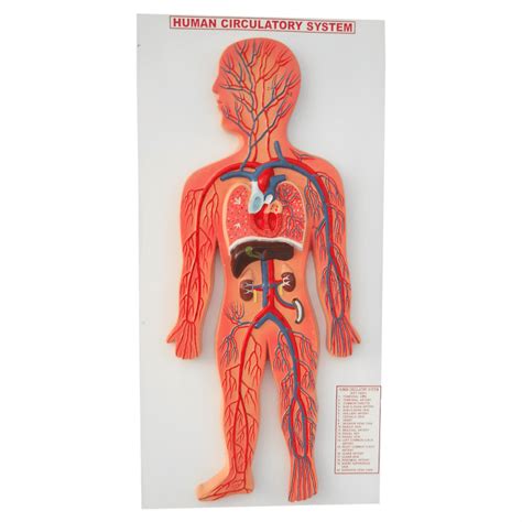 Human Circulatory System Model – Medilab Exports Consortium