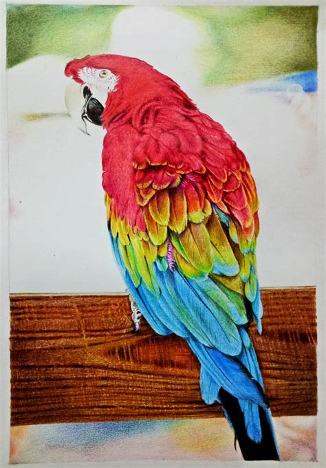 Scarlet Macaw Parrot Colored pencil drawing :: Behance