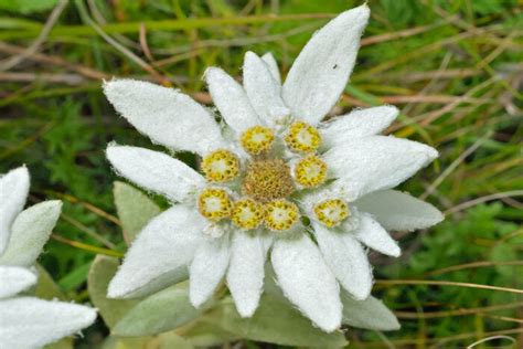 Edelweiss Flower Meaning - Flower Meaning