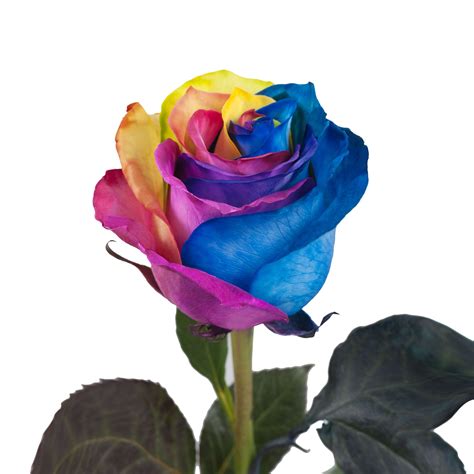 Tinted Rainbow Roses 50 cm - Fresh Cut - 50 Stems - Walmart.com